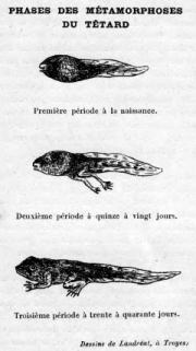 Reproduction des illustrations, de Landréat, de la page 89 de l'ouvrage « L'Escargot et la Grenouille comestibles » d'Arsène Thévenot et et de Félicien Lesourd.